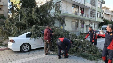 50 metrelik ağaç çocuk parkının üzerine devrildi