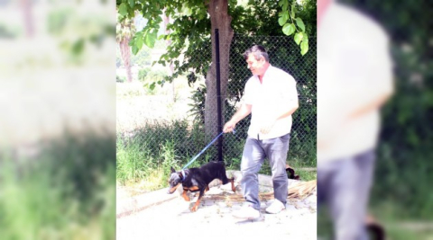 Sahipsiz doberman yavrusu barınağa teslim edildi