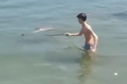 Bursa'da denize giren çocuklar ölü yunus balığı buldu