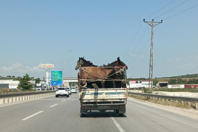 Bursa'da kamyonetin kasasına sığdırdığı 5 at ile tur attı