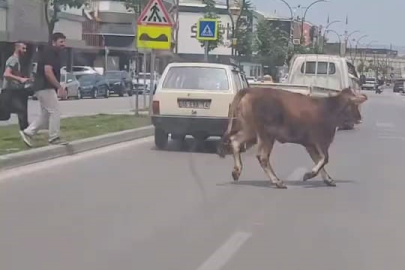 Kurbanlık firarda