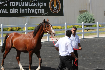 Bursa'da ev fiyatına tay