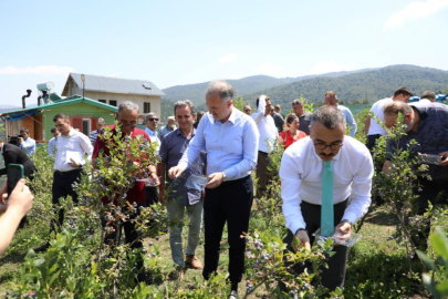 İnegöl'de yaban mersi hasadı başladı