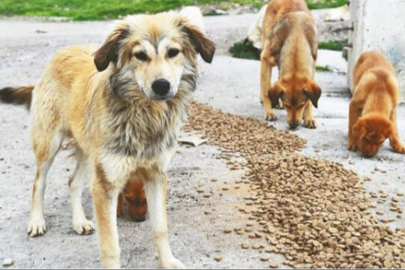 MASAK, mama lobisinin iç yüzünü deşifre etti