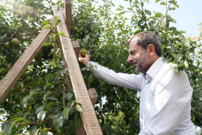 Gürsu armudunu faydalı böcekler koruyor