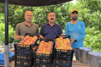 Tescilli Bursa şeftalisi hasadı başladı