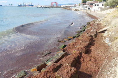 Marmara Denizi'nde kızıl yosun alarmı