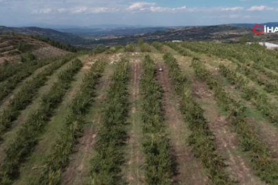 Uludağ'ın eteklerinde yetişen Aronya kendine pazar arıyor