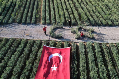 Bursa'da zeytin fidanlarından Türk Bayrağı figürü oluşturdu