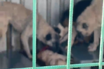 Barınakta aç kalan köpekler, başka bir köpeği canlı canlı yedi