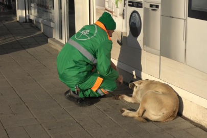 Belediye çalışanının köpekle keyifli vakit geçirmesi içleri ısıttı