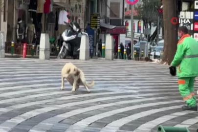 Belediye çalışanının köpekle keyifli vakit geçirmesi içleri ısıttı