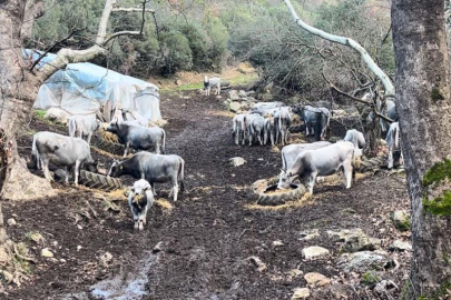 Bursa'da 750 yıllık safkan yerli hayvanları kurşuna dizdiler